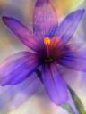 Yellow-eyed Purple Iris