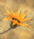 Vision in Orange Wildflower